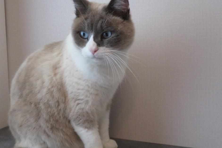 Disappearance alert Cat miscegenation Male , 17 years Mesnil-Roc'h France