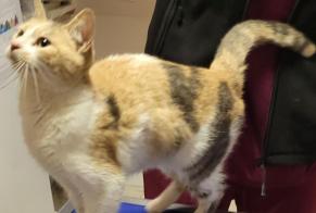 Discovery alert Cat Female Lagny-sur-Marne France