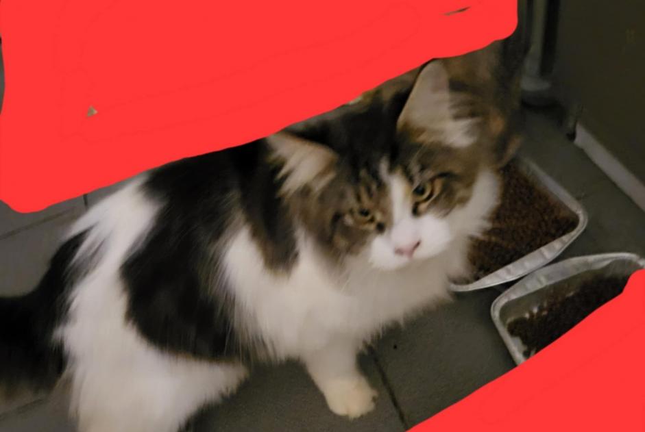 Disappearance alert Cat  Male , 1 years Seraing Belgium