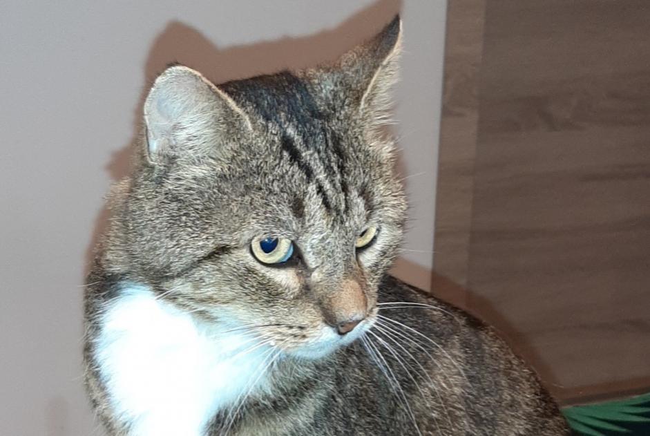 Disappearance alert Cat  Male , 5 years Soignies Belgium