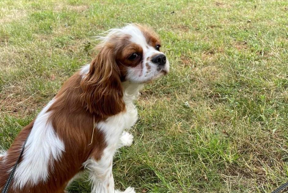 Disappearance alert Dog  Female , 3 years Charleroi Belgium