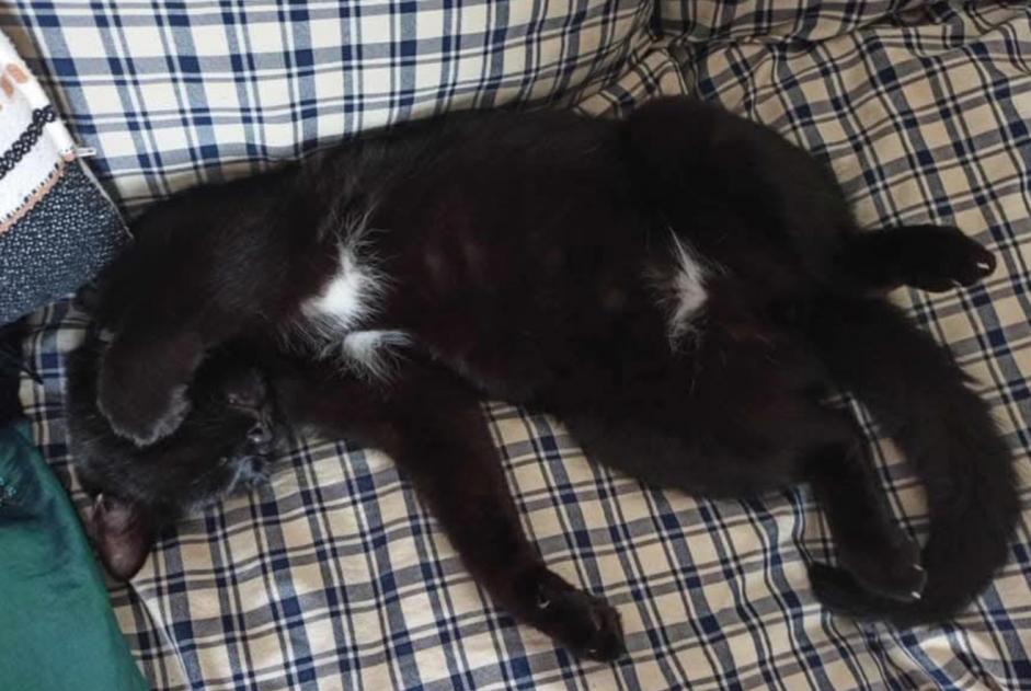 Disappearance alert Cat Male , 6 years Racconigi Italy