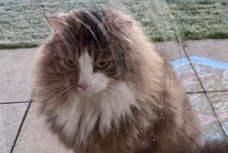 Disappearance alert Cat miscegenation Male , 9 years Coquelles France