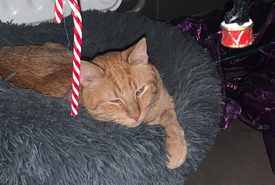 Disappearance alert Cat miscegenation Male , 9 years Asse Belgium