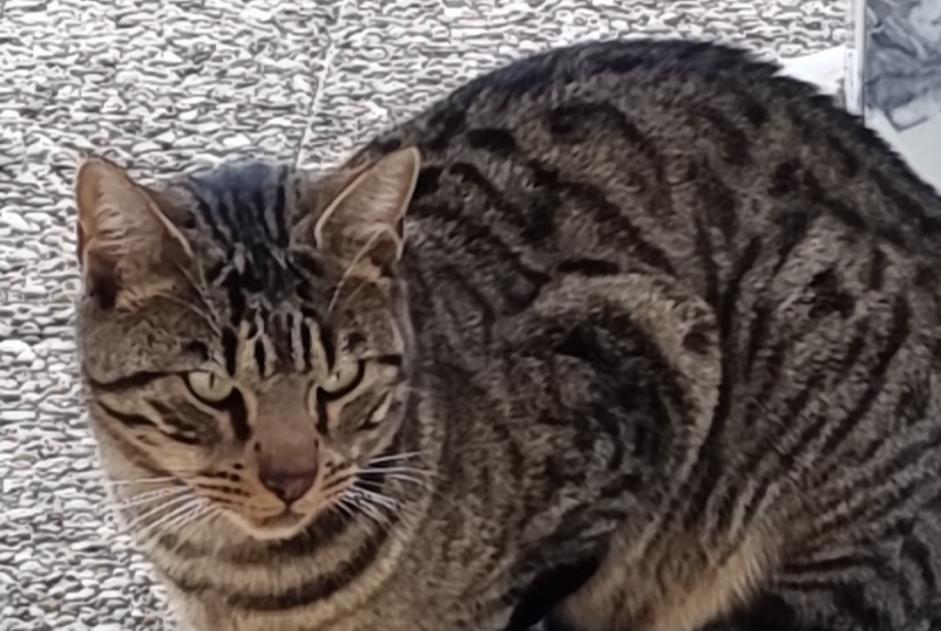 Discovery alert Cat Unknown Assens Switzerland