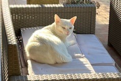 Disappearance alert Cat  Male , 5 years Aubagne France