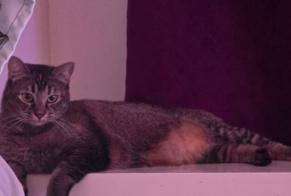 Disappearance alert Cat  Female , 1 years Goussainville France