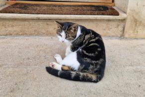 Discovery alert Cat Unknown Briare France