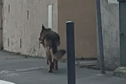 Discovery alert Dog  Unknown Toulouse France