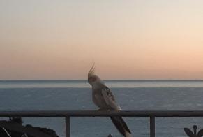 Discovery alert Bird Unknown Roquebrune-Cap-Martin France