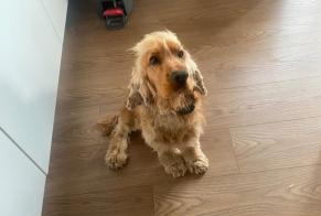 Disappearance alert Dog  Male , 4 years Coulommiers France