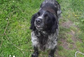 Disappearance alert Dog  Female , 5 years Comines-Warneton Belgium