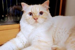 Disappearance alert Cat  Male , 0 years Satigny Switzerland