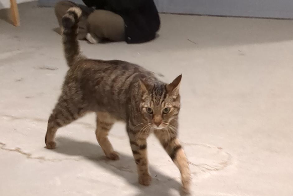 Discovery alert Cat Female Porrentruy Switzerland