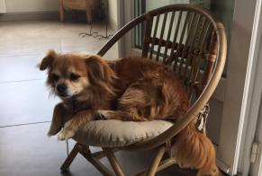 Disappearance alert Dog  Male , 12 years Cantenay-Épinard France