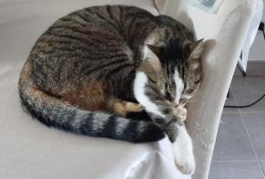 Disappearance alert Cat miscegenation Male , 7 years Pont-Scorff France