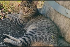 Disappearance alert Cat  Male , 1 years Saint-Jean-de-Blaignac France