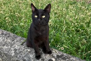 Disappearance alert Cat Male , 4 years Colombes France