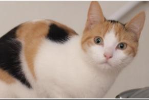 Disappearance alert Cat  Female , 1 years Boisset-les-Prévanches France