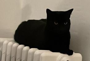 Disappearance alert Cat  Female , 2 years Lille France