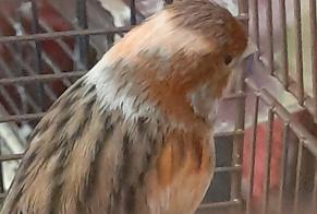 Disappearance alert Bird Female , 2024 years Montpellier France