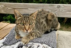 Disappearance alert Cat Female , 4 years Anglet France