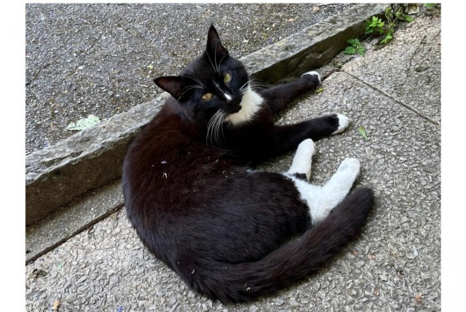 Disappearance alert Cat miscegenation Male , 4 years Lausanne Switzerland