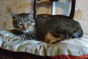 Disappearance alert Cat  Female , 3 years Lescar France