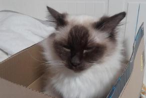 Disappearance alert Cat  Male , 5 years Arcueil France