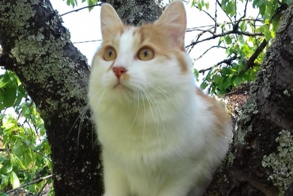 Disappearance alert Cat  Male , 7 years Saint-Jean-le-Blanc France