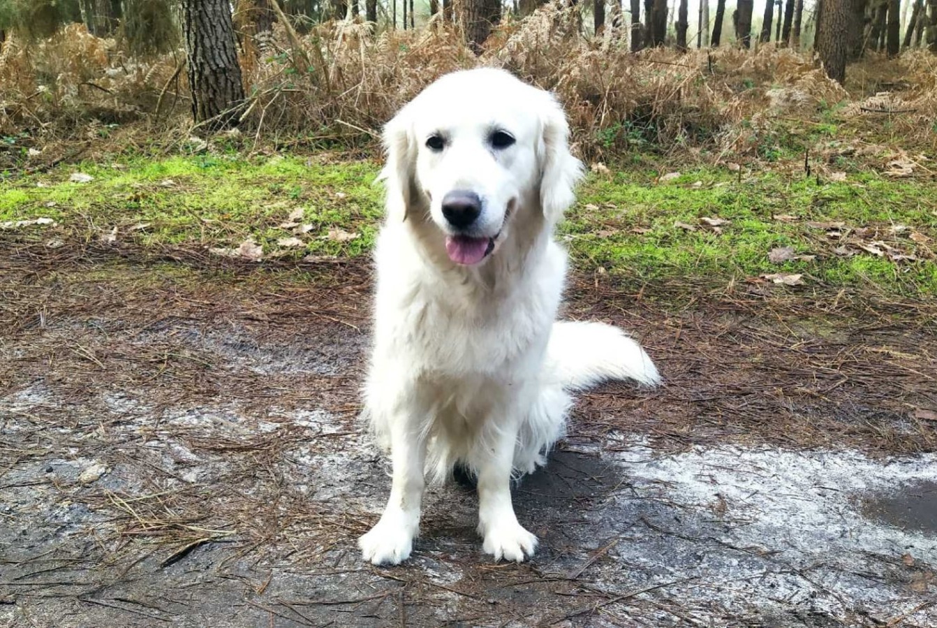 Disappearance alert Dog  Female , 6 years Smarves France