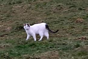 Discovery alert Cat miscegenation Male Le Landeron Switzerland