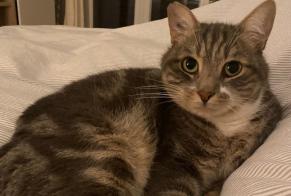 Disappearance alert Cat Male , 10 years Prilly Switzerland