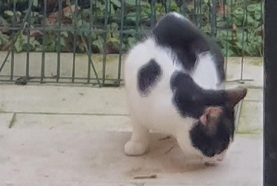 Discovery alert Cat Male Ixelles Belgium