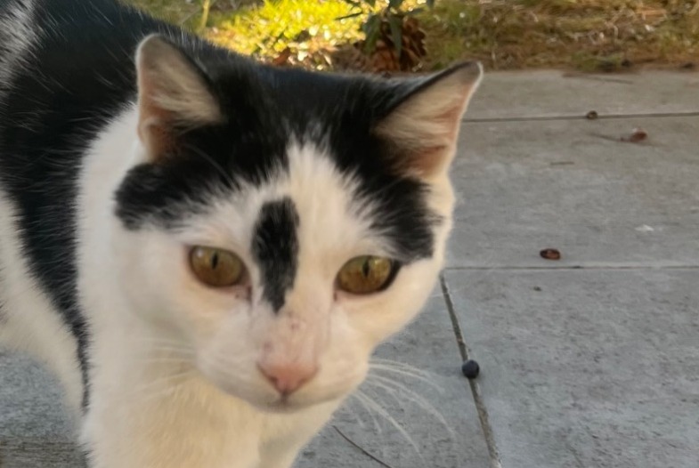 Discovery alert Cat Unknown Nyon Switzerland