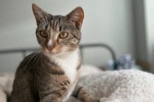 Disappearance alert Cat  Female , 2 years Montans France