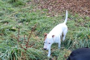 Discovery alert Dog miscegenation Male La Ravoire France