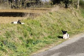 Discovery alert Dog miscegenation Male , 3 years Villasavary France