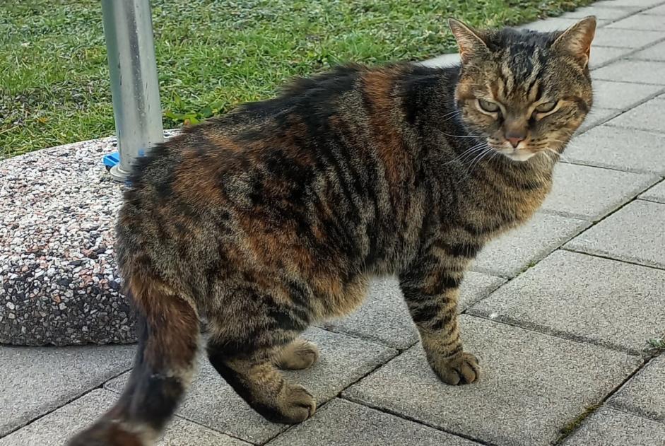 Discovery alert Cat miscegenation Female Romont Switzerland