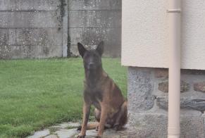 Discovery alert Dog  Unknown Rânes France