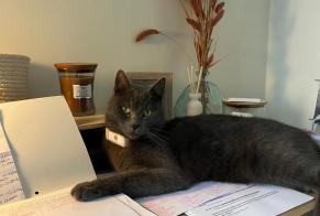 Disappearance alert Cat Male , 2 years Namur Belgium