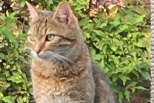 Disappearance alert Cat miscegenation Male , 6 years Dun-les-Places France