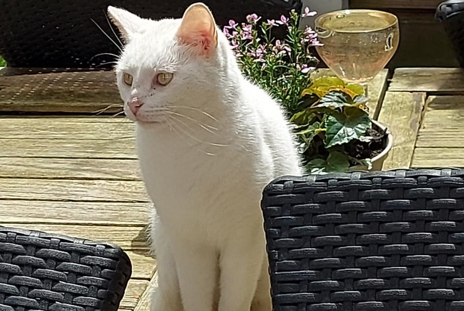 Disappearance alert Cat  Female , 3 years Liège Belgium