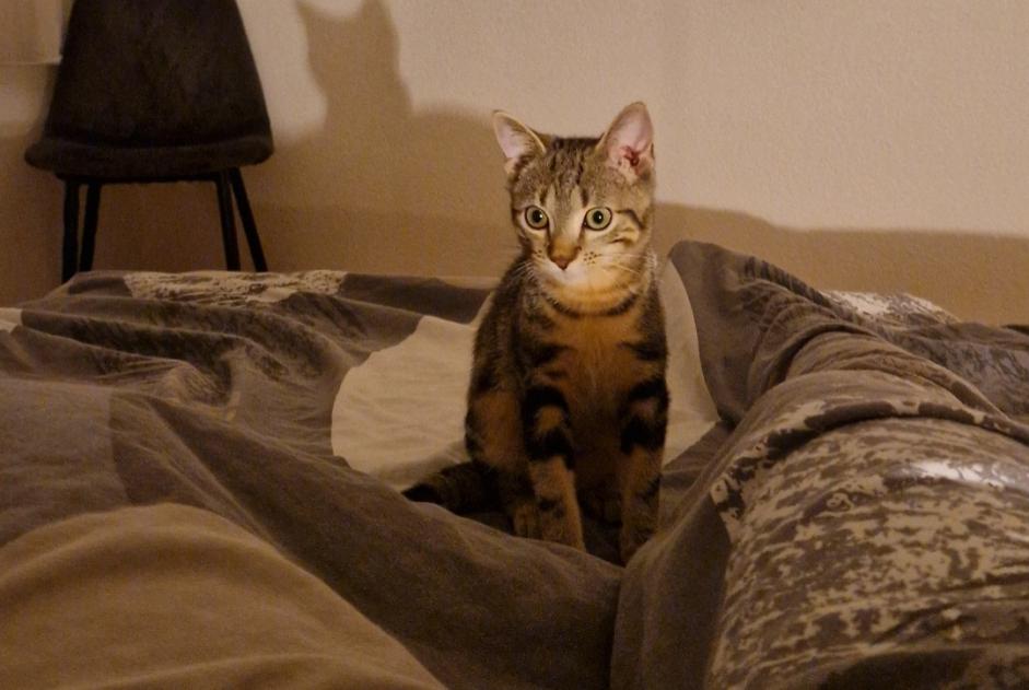 Disappearance alert Cat Male , 2 years Troistorrents Switzerland