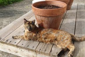 Disappearance alert Cat miscegenation Female , 3 years Betton France