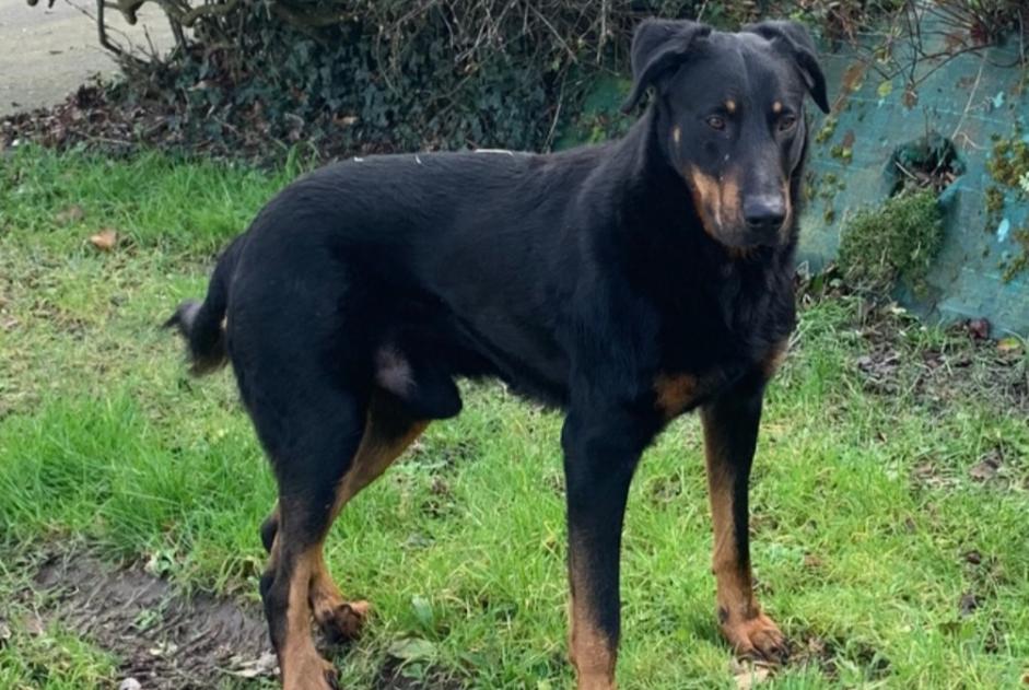 Discovery alert Dog  Male , 4 years Pleslin-Trigavou France