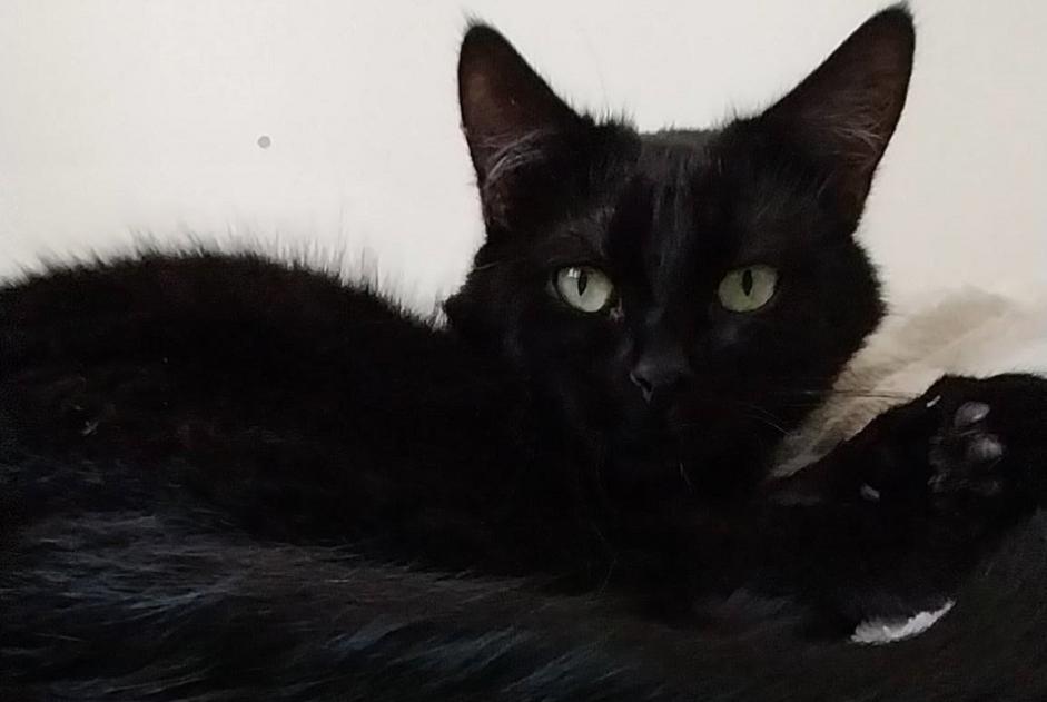 Disappearance alert Cat  Male , 4 years Yvré-l'Évêque France