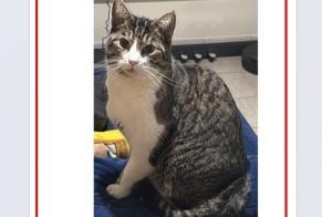 Disappearance alert Cat  Male , 6 years Ottignies-Louvain-la-Neuve Belgium