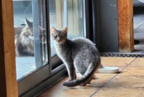 Disappearance alert Cat  Female , 1 years Fully Switzerland