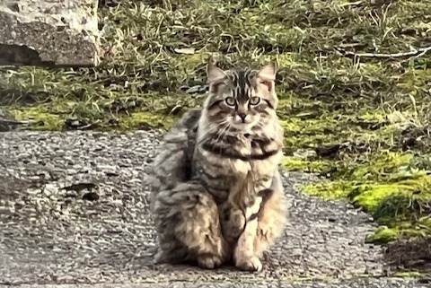 Discovery alert Cat Unknown , 2 years Genève Switzerland